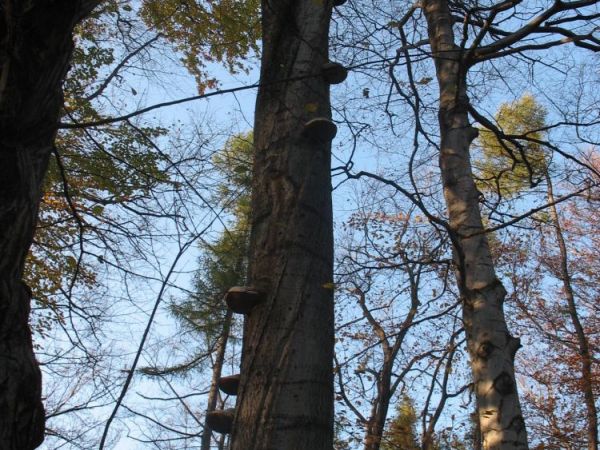 zdjecie Skała
