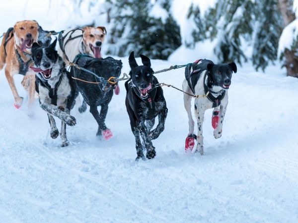 Husqvarna-Tour 2015, Jakuszyce, Szklarska Poręba