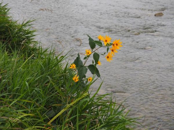 smotrawa okazała - tu przegląda się w lustrze rzeki Osławy, woda tam czysta a nurt bystry a kwiat też oko i serce cieszy...