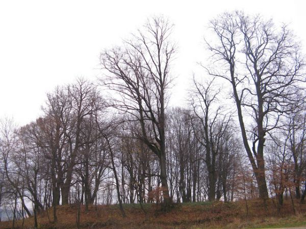 wieniec starych drzew otacza wzgórze cerkiewne - tam pojedyncze krzyże, kilka metalowych - współczesnych, symbolizujące pochówki z dalszej przeszłości, są też p
