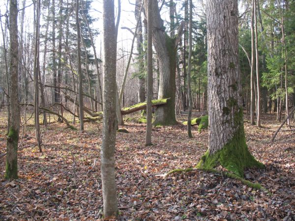 zdjecie Białowieża