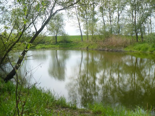 Drugie znaczące  jezioro  Brzostkowa  u P .Masłowskich w majowym krajobrazie bardzo subtelnej  zieleni . Jezioro jest za pewne pozostałością dawnych rozlewisk