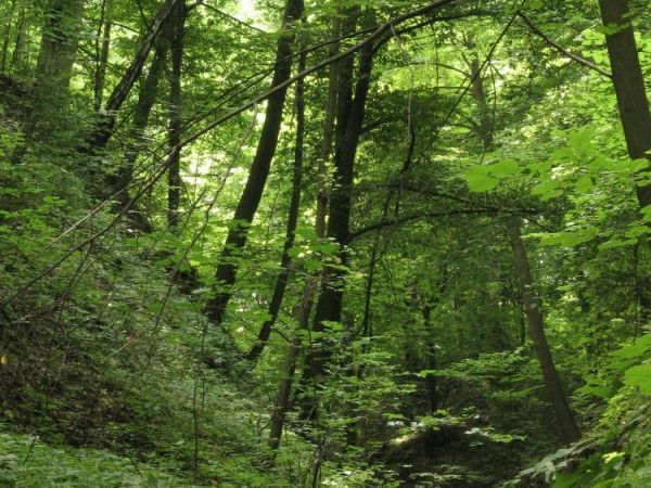 "Wilczy Dół" - wąwóz