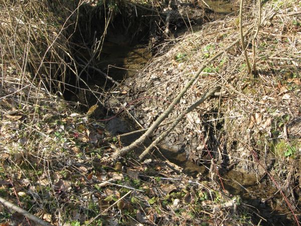 meandry potokowe - dalej to już we władaniu bobrów : dużo zdjęć w tej galerii - zapraszam, gdyby jeszcze można je było pogłaskać po brązowych lub czarnych  futr