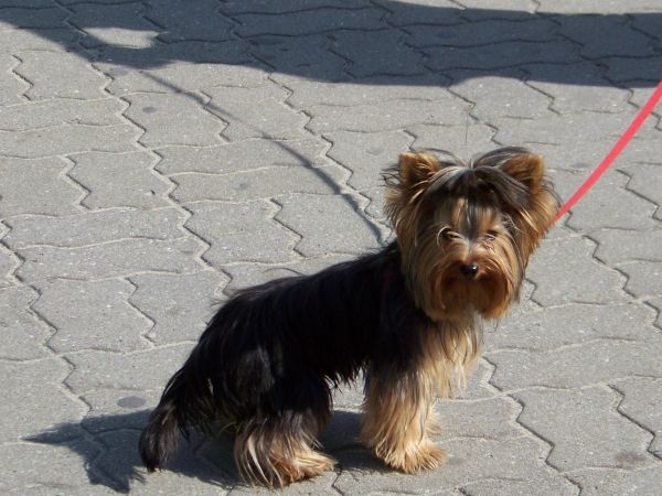 Co z tego, że jestem mały, za to jaki ładny.