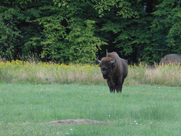 zdjecie Białowieża