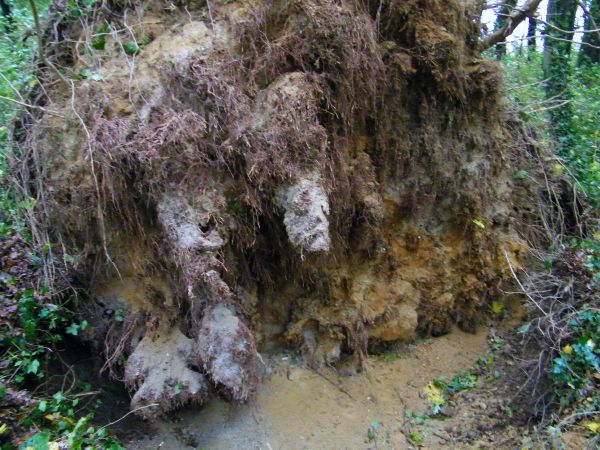 czego te wichry nie potrafią dąb brzoza topola kładzie  jak domek z kart
