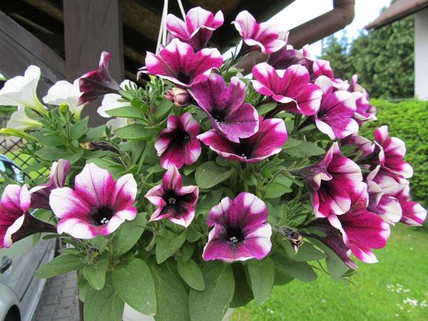 zdjecie Pietrzykowice