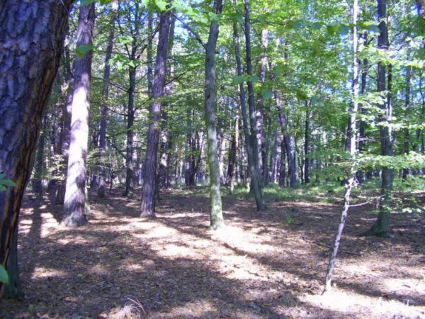 zdjecie Wierzchosławice