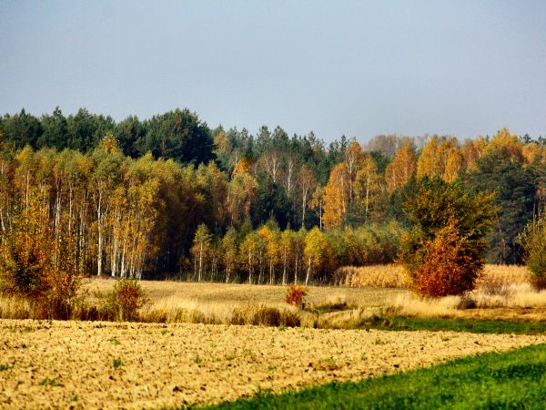 zdjecie Tyniewicze Duże