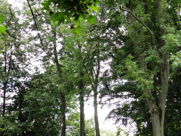 Stary park i dworek szlachecki. Nie zamieszkały i zaniedbany . Na szczęście władze Gminy zabezpieczyły budowlę nowymi dachami i rynnami oraz dobrym zabezpieczen