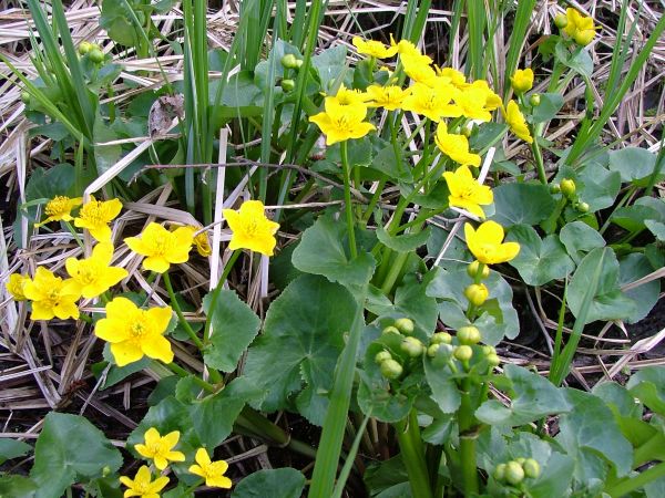 Takie dorodne kaczeńce można zastać w Dzikowie.