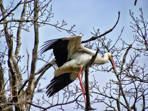 Skandawa dnia 02-04-2011r