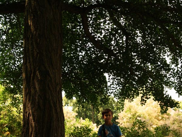 Pod miłorzębem w przy zamkowym parku.