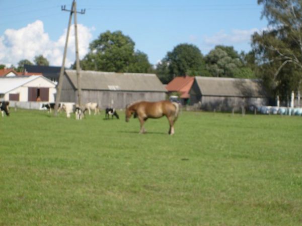 zdjecie Brodowe Łąki