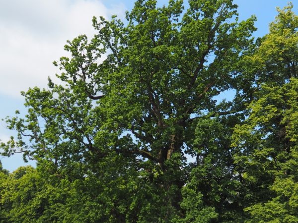 staw i park dworski Załuskich - właścicieli Iwonicza Wsi i Iwonicza Zdroju -  zapraszam do osobnej galerii i opisów zdjęć.