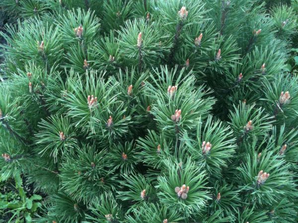 MAZURSKA SZKOLKA ROSLIN OZDOBNYCH W SADUNACH.