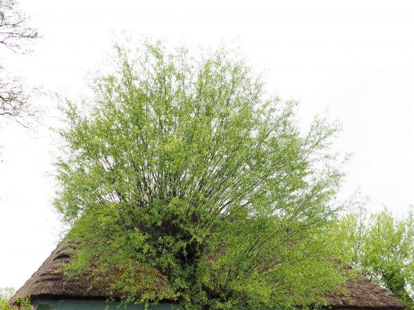 chałupa pod strzechą - kwieciście zdobiona i wierzby rosochate i ten płotek... - cóż trza nadto ?