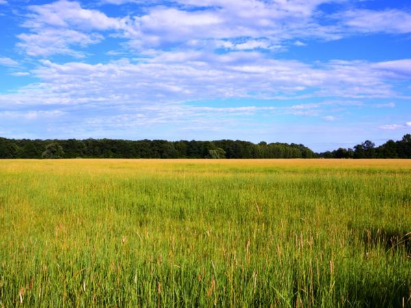 "Kieleckie łąki" w lasach pod Przyborowem