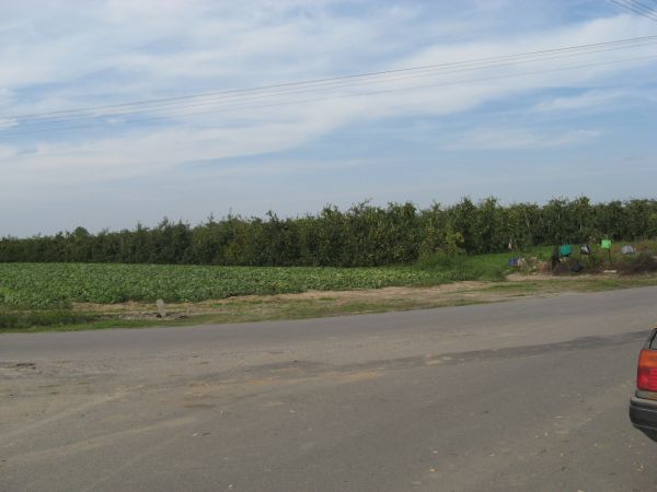 Na skraju drogi i sadu stał dom Pana Jana Rogali Kierownika Szkoły