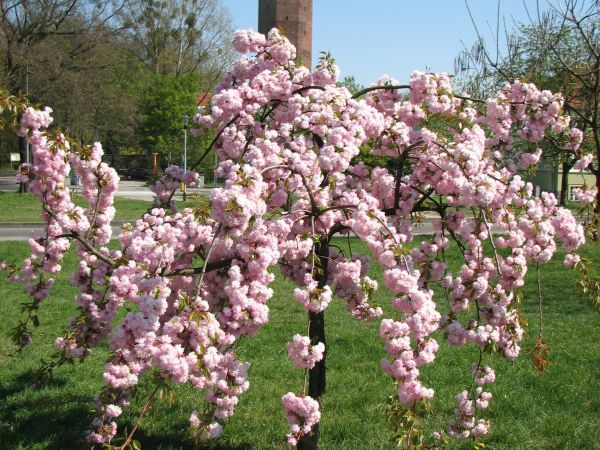 Czluchow - wieza zamku krzyzackiego