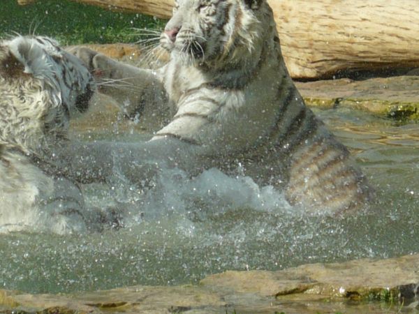 Atrakcją zoo są białe tygrysy