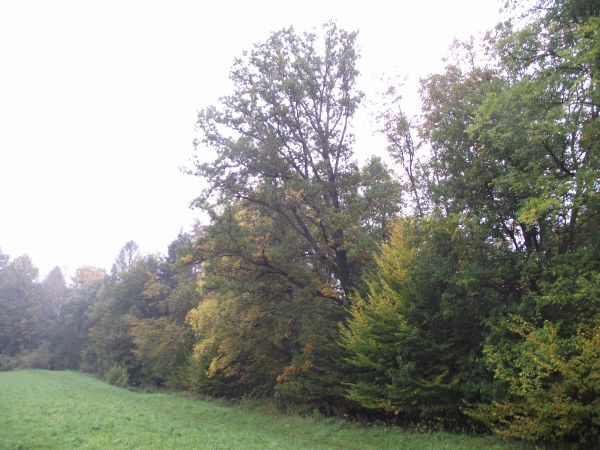 wierzbówka kiprzyca - występuje na skraju lasu, porębach, polanach. Jest dość ekspansywna, zagłuszająca niekiedy inną roślinność. Jej pędy odroślowe i młode liś