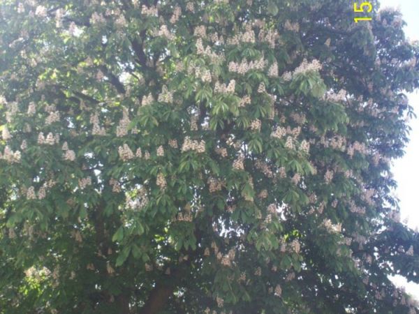 "Tuż przed maturą kwitły kasztany, żyło się tak jak we śnie..."