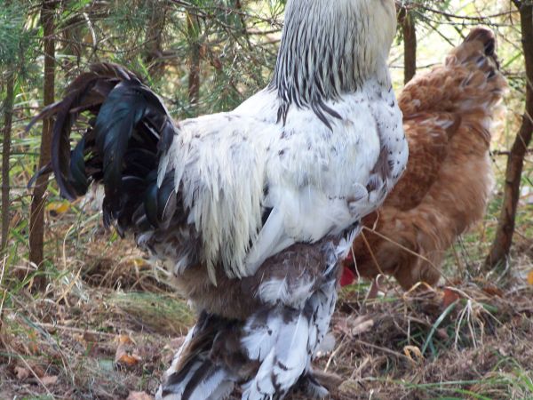 Stary znajomy w nowej pozie.