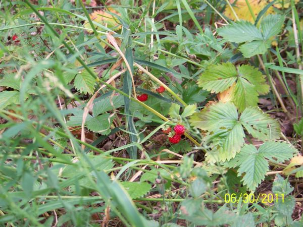 Poziomki w pobliskim lesie