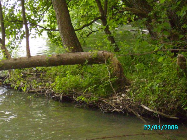 Bobrów mamy pod dostatkiem. To ich robota.