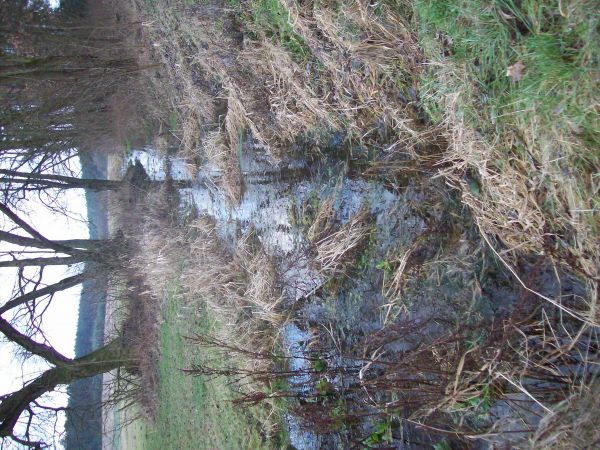 Strumyk na Wrześni.