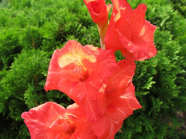 zdjecie Pietrzykowice