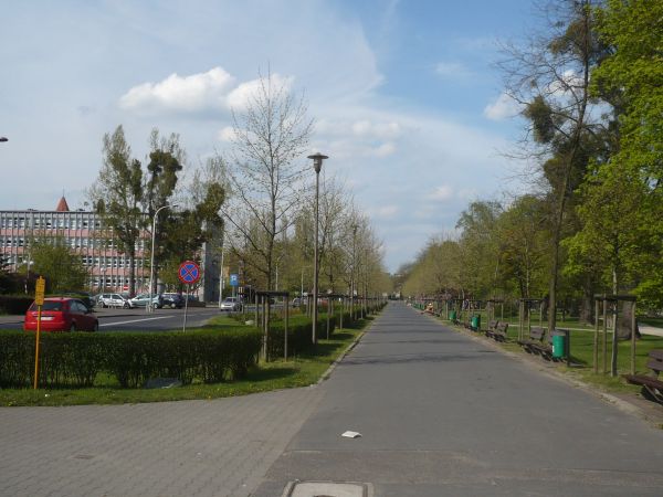 T alejka w miejskim parku kiedyś rosły orzechy włoskie,wycięto je i posadzono platany.