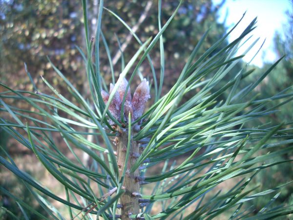 zdjecie Piłatowszczyzna