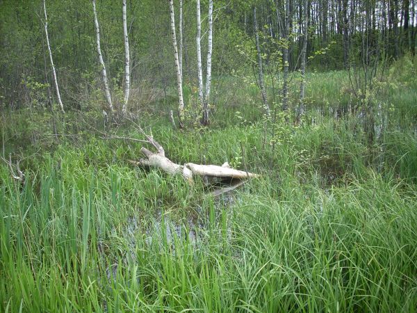 zdjecie Piłatowszczyzna
