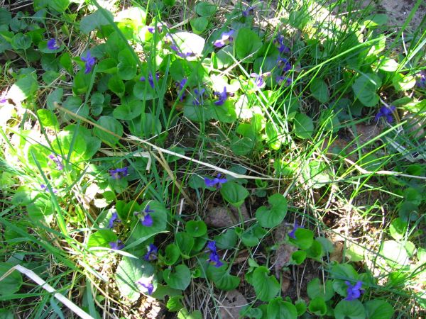 Fiołkowatość  przedwiośnia