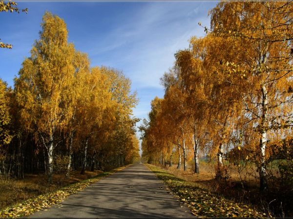 zdjecie Tyniewicze Duże