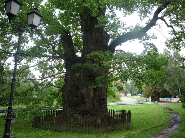Dą Bażyńskiego. Pomnik Przyrody.