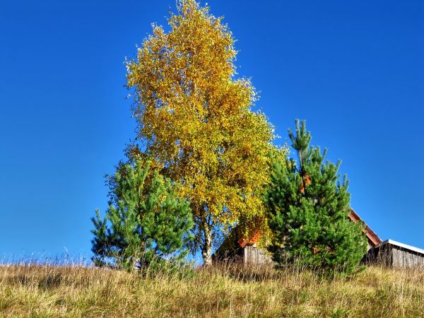 Wesoło przy Wesołej