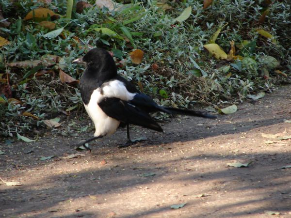 Chwila w Parku Oliwskim