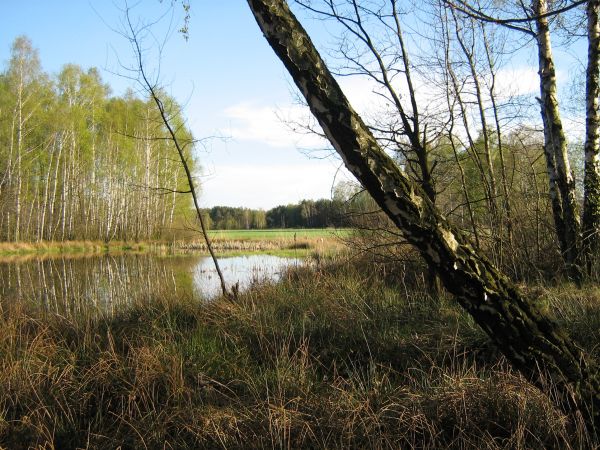 Las w Podłężu Królewskim
22.04.2007.r.