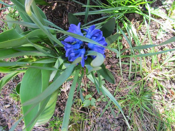 zdjecie Pietrzykowice