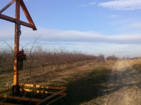 Krzyż pod gruszą Żeromskiego