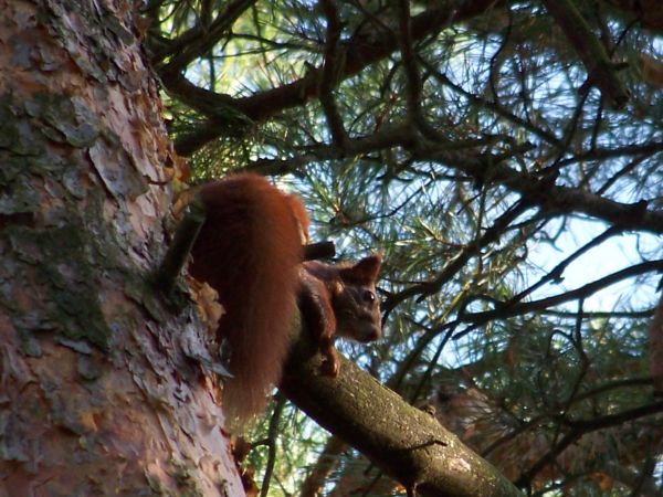 Ruda kolekcjonerka orzechów