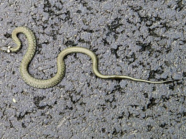 wygrzewająca/y zaskroniec na asfalcie gdzieś blisko wsi Zielonka