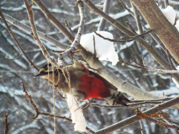 Dzięcioł też przyszedł na śniadanie