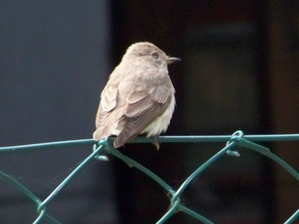 Pierwszy lot młodego ptaszka