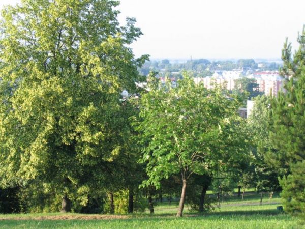 Park na górce chełmskiej z widokiem na miasto.