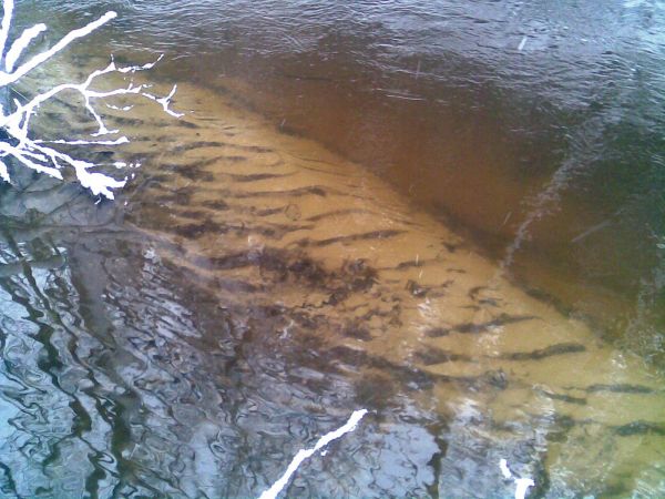 Barwne dno Strzelniczki